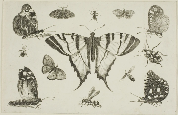 Insects / 02