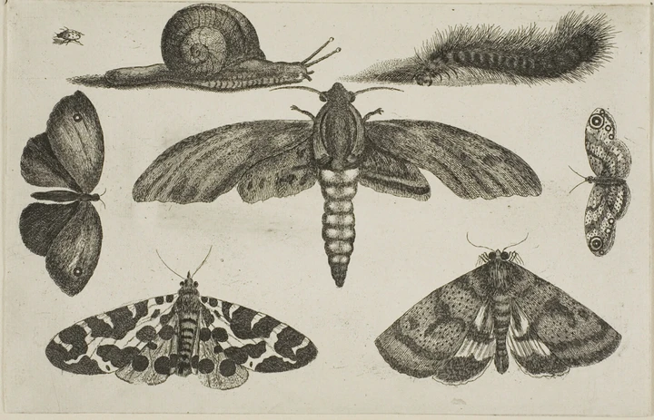 Insects / 01