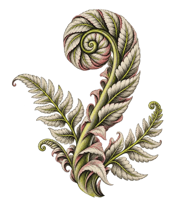 Silver Fern